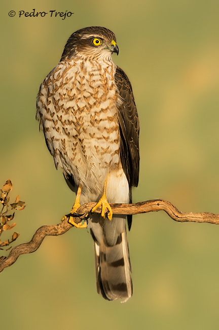 Gavilán (Accipiter nisus)